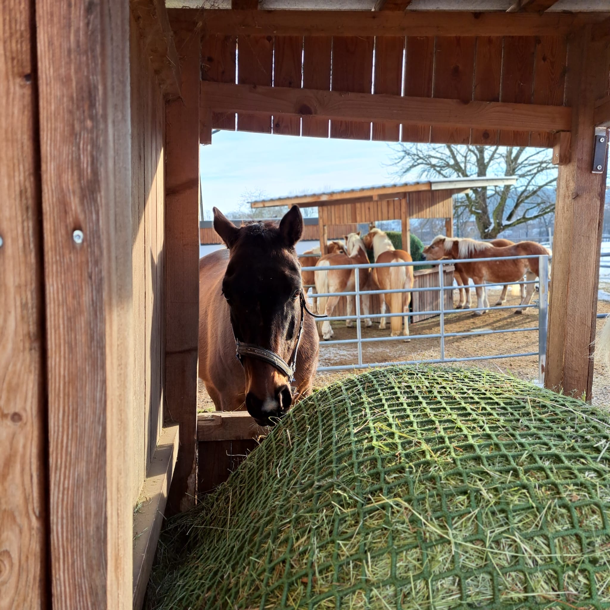 Unsere Pferdepension - Gepflegte Paddocks und Außenboxen